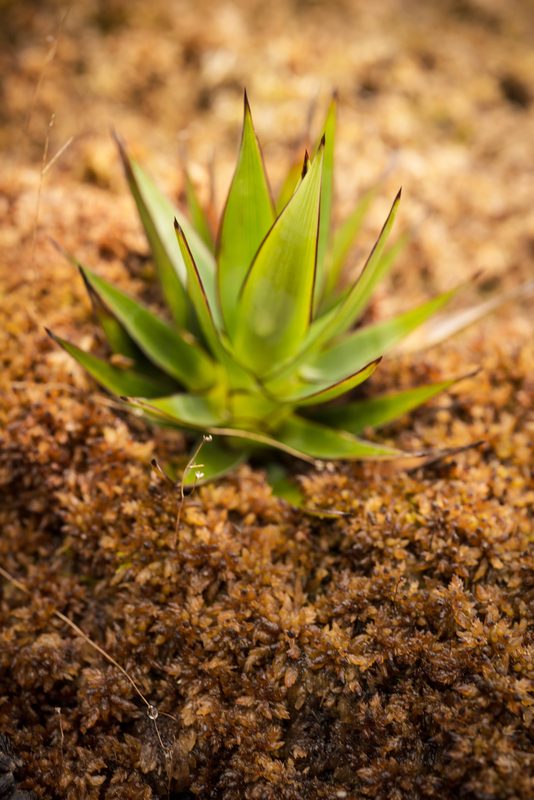 A green rosette plant on the summit moss