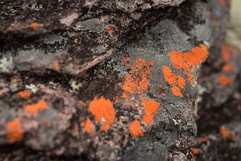 Orange lichen on the black summit rock