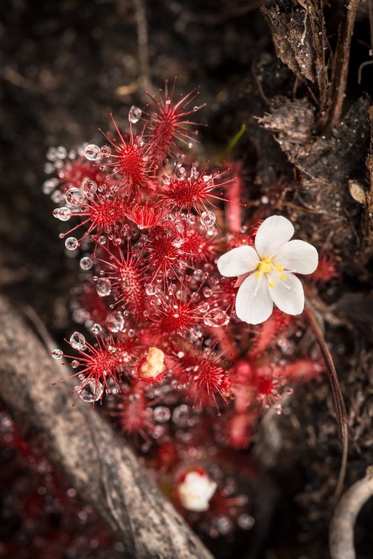 A carnivorous sundew in flower, endemic to the tepui