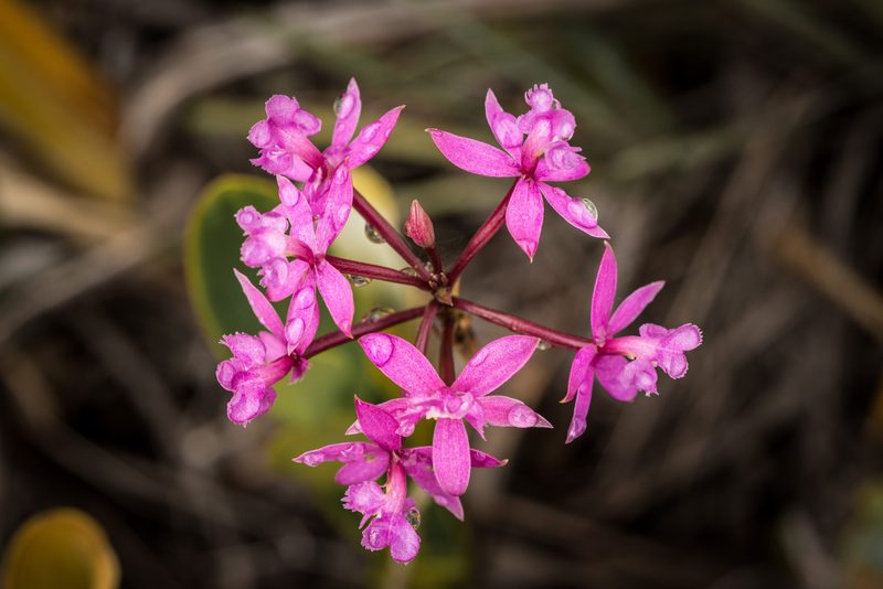 Endemic pink orchids on the tepui summit