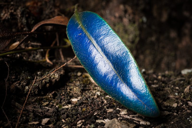 An iridescent blue endemic leaf