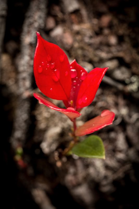 A vivid red endemic leaf